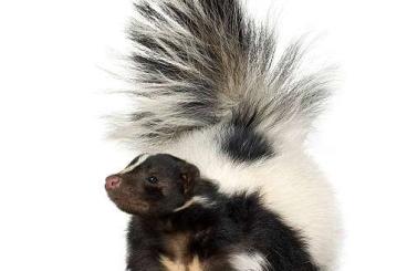 Exotic mammals kaufen und verkaufen Photo: Suche Stinktier/skunk mephitis