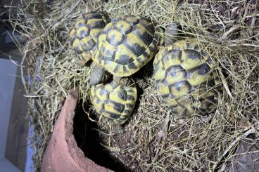 Landschildkröten kaufen und verkaufen Foto: 4 griechische Landschildkröten abzugeben