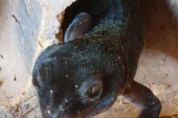 Geckos kaufen und verkaufen Foto: Leopardgeckos zu verkaufen 