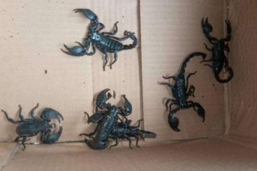 Spiders and Scorpions kaufen und verkaufen Photo: Emperor Scorpions | Pandinus imperator And Pandinus Dictator