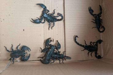 Spiders and Scorpions kaufen und verkaufen Photo: Fresh Stock Of Scorpions , Beetles And Reptiles