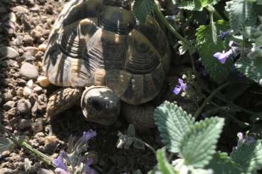Tortoises kaufen und verkaufen Photo: Griechische Landschildkröten Thb NZ aus 2016, 2017, 2018