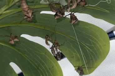 Insekten kaufen und verkaufen Foto: SALE - MANTIDS - mantis summer occasion Insekten kaufen und verkaufen Foto: SALE - MANTIDS - mantis summer occasion