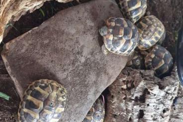 Landschildkröten kaufen und verkaufen Foto: Biete griechische Landschildkröten im Alter von 1-4 Jahren