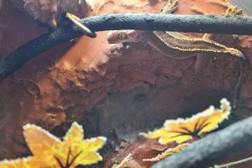 Geckos kaufen und verkaufen Foto: Kronengecko Männchen abzugeben