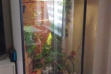 andere Echsen kaufen und verkaufen Foto: Rotkehlanolis Anolis carolinensis mit Terrarium Komplett Set