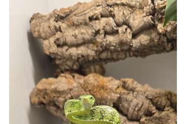 Nattern ungiftige kaufen und verkaufen Foto: Gonyosoma prasinum Smaragdnatter 1.2 Nattern ungiftige kaufen und verkaufen Foto: Gonyosoma prasinum Smaragdnatter 1.2