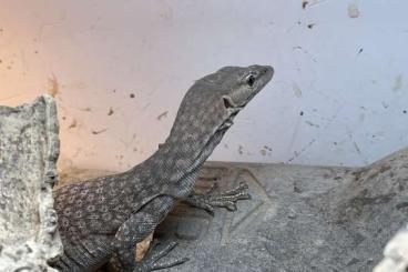 Lizards kaufen und verkaufen Photo: Varanus tristis orientalis