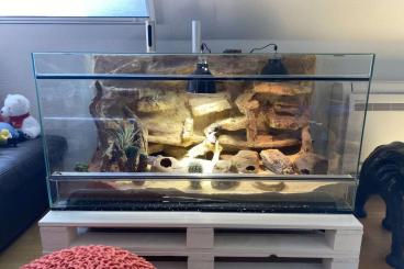 Geckos kaufen und verkaufen Photo: Leopard Gecko Gruppen abzugeben Geckos kaufen und verkaufen Photo: Leopard Gecko Gruppen abzugeben