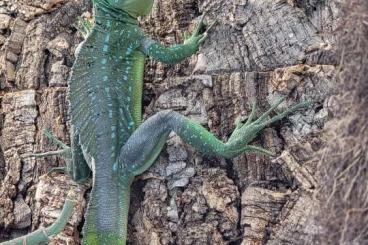 Lizards kaufen und verkaufen Photo: Zuchtpaar Stirnlappenbasilisken Basiliskus plumifrons Lizards kaufen und verkaufen Photo: Zuchtpaar Stirnlappenbasilisken Basiliskus plumifrons