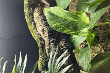 Giftschlangen kaufen und verkaufen Foto: Venomous snakes for hamm/snakeday Giftschlangen kaufen und verkaufen Foto: Venomous snakes for hamm/snakeday