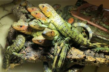 Lizards kaufen und verkaufen Photo: Dracaena guianensis, Podocnemis unifilis