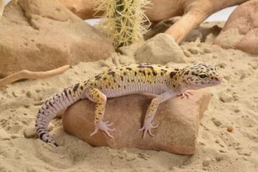 Geckos kaufen und verkaufen Foto: Eublepharis fuscus, angramainyu, hardwickii