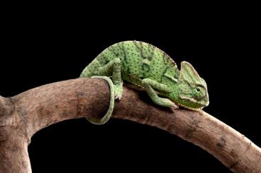 Chamäleons kaufen und verkaufen Foto: Veiled chameleon (Chamaeleo calyptratus)