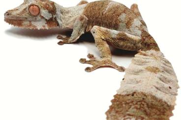 Geckos kaufen und verkaufen Foto: Uroplatus phantasticus, sameiti, sikorae, henkeli, fimbriatus, fiera
