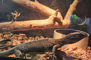 Warane kaufen und verkaufen Foto: Couples varanus beccarii adulte reproducteur Warane kaufen und verkaufen Foto: Couples varanus beccarii adulte reproducteur
