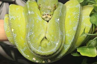 Pythons kaufen und verkaufen Foto: couples Morelia viridis Sorong Adulte Pythons kaufen und verkaufen Foto: couples Morelia viridis Sorong Adulte