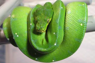 Pythons kaufen und verkaufen Foto: 1.1Morelia Viridis Jayapura 2021 Pythons kaufen und verkaufen Foto: 1.1Morelia Viridis Jayapura 2021