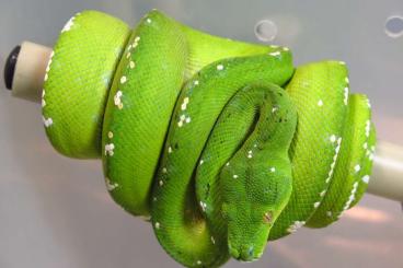Pythons kaufen und verkaufen Foto: morelia viridis Sorong Blue Chain de 2021 Pythons kaufen und verkaufen Foto: morelia viridis Sorong Blue Chain de 2021