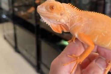 Echsen kaufen und verkaufen Foto: Couples Iguane RED ALBINOS juvenille Echsen kaufen und verkaufen Foto: Couples Iguane RED ALBINOS juvenille