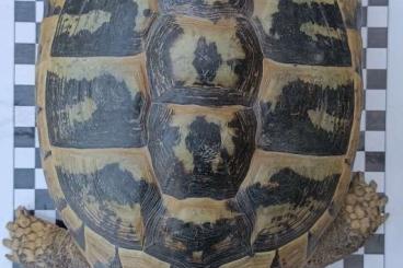 Landschildkröten kaufen und verkaufen Foto: Testudo Hermani, 1 adultes Weibchen, 5 Nachzuchten aus 2023 Landschildkröten kaufen und verkaufen Foto: Testudo Hermani, 1 adultes Weibchen, 5 Nachzuchten aus 2023