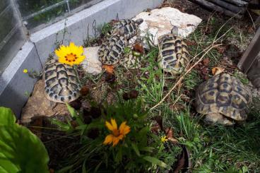 Tortoises kaufen und verkaufen Photo: Griechische Landschildkröten NZ 2018 Tortoises kaufen und verkaufen Photo: Griechische Landschildkröten NZ 2018