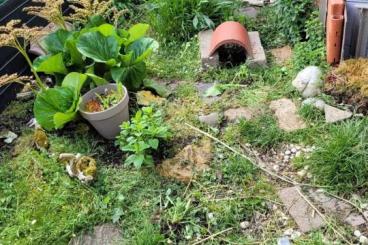 Tortoises kaufen und verkaufen Photo: Verkaufe weibliche Landschildkröten NZ 2021 Tortoises kaufen und verkaufen Photo: Verkaufe weibliche Landschildkröten NZ 2021