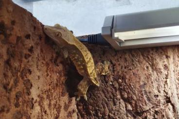 Geckos kaufen und verkaufen Photo: 3 kronengeckos mit oder ohne terrarium abzugeben Geckos kaufen und verkaufen Photo: 3 kronengeckos mit oder ohne terrarium abzugeben
