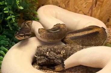 Pythons kaufen und verkaufen Photo: Piebald python in liebevolle hände Pythons kaufen und verkaufen Photo: Piebald python in liebevolle hände