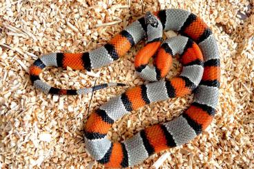 Schlangen kaufen und verkaufen Foto: 1.1 Lampropeltis Alterna Blairi Schlangen kaufen und verkaufen Foto: 1.1 Lampropeltis Alterna Blairi