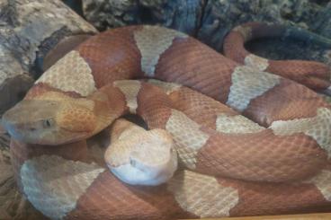 Giftschlangen kaufen und verkaufen Foto: Agkistrodon contortrix lacticintus Giftschlangen kaufen und verkaufen Foto: Agkistrodon contortrix lacticintus