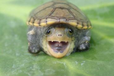 Schildkröten  kaufen und verkaufen Foto: Verona: Mesoclemmys, Claudius, book