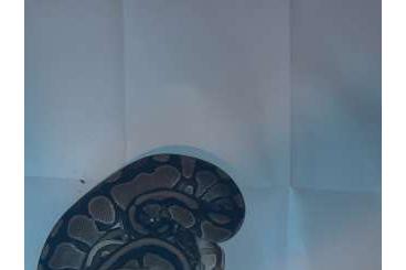 Ball Pythons kaufen und verkaufen Photo: 26 Python Regius Nominat und verschiedene Farbformen Ball Pythons kaufen und verkaufen Photo: 26 Python Regius Nominat und verschiedene Farbformen