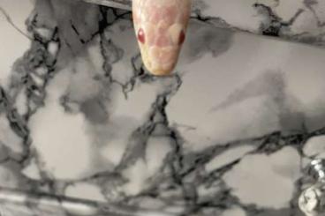 Snakes kaufen und verkaufen Photo: Kornatter 2 jahre weibchen Snakes kaufen und verkaufen Photo: Kornatter 2 jahre weibchen