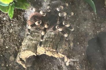 - bird spiders kaufen und verkaufen Photo: Acanthoscurria Geniculata Männchen *2021* + Terrarium (70€) - bird spiders kaufen und verkaufen Photo: Acanthoscurria Geniculata Männchen *2021* + Terrarium (70€)