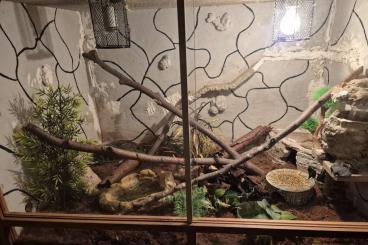 Nattern ungiftige kaufen und verkaufen Foto: Dreiecksnatter abzugeben, gerne mit Terrarium Nattern ungiftige kaufen und verkaufen Foto: Dreiecksnatter abzugeben, gerne mit Terrarium