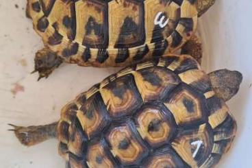 Landschildkröten kaufen und verkaufen Foto: Griechische Landschildkröten Nachzucht Landschildkröten kaufen und verkaufen Foto: Griechische Landschildkröten Nachzucht