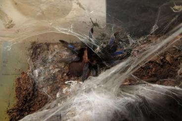 - bird spiders kaufen und verkaufen Photo: Offer for shipping or pickup: