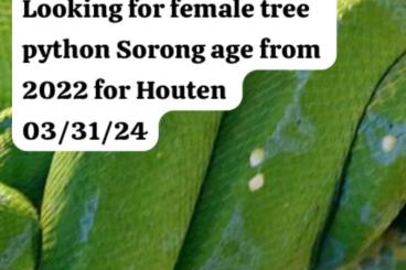 Schlangen kaufen und verkaufen Foto: Suche Baumpython Sorong Weibchen 