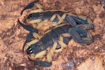 Spinnen und Skorpione kaufen und verkaufen Foto: Rare scorpions for Hamm. 20% discount on preorders!