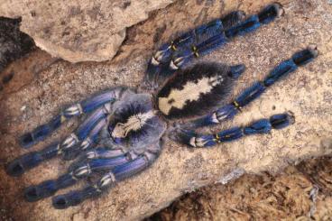 Spiders and Scorpions kaufen und verkaufen Photo: SHIPPING SEASON STARTING!