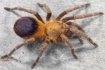 Spiders and Scorpions kaufen und verkaufen Photo: Cyclosternum sp. Aureum, H. devamatha, C.velox, P. Santo Domingo Small