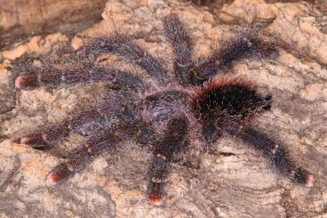 Spinnen und Skorpione kaufen und verkaufen Foto: Tarantulas and other spiders for local pickup or preorder for spring.