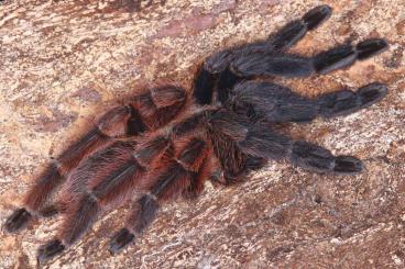 Spinnen und Skorpione kaufen und verkaufen Foto: Scorpions, tarantulas and other spiders for Hamm!