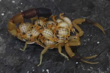 Spinnen und Skorpione kaufen und verkaufen Foto: Rare scorpions for pickup and international shipping