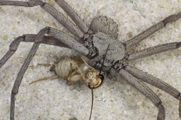 Spinnen und Skorpione kaufen und verkaufen Foto: Sicarius thomisoides for pickup and international shipping