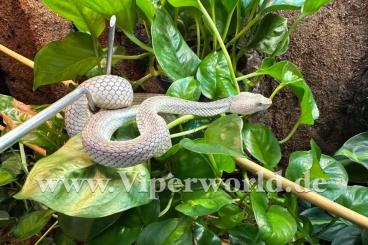 Venomous snakes kaufen und verkaufen Photo: Für Hamm 0.1 Parias mcgregori