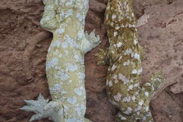 Geckos kaufen und verkaufen Foto: Rhacodactylus leachianus "Nuu Ana"