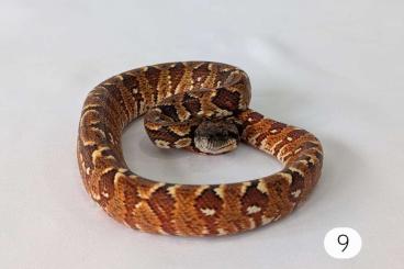 Schlangen kaufen und verkaufen Foto: Sanzinia m. madagascariensis Schlangen kaufen und verkaufen Foto: Sanzinia m. madagascariensis