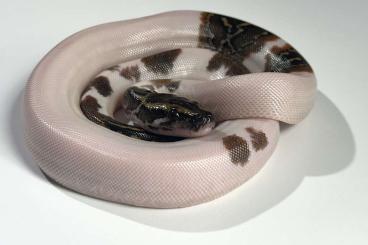 Pythons kaufen und verkaufen Foto: Pied Burmese Pythons / Tigerpythons / Python bivittatus Pythons kaufen und verkaufen Foto: Pied Burmese Pythons / Tigerpythons / Python bivittatus